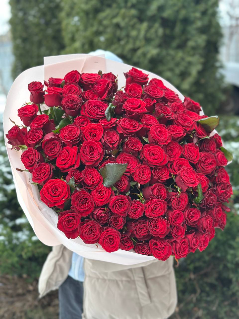 101 Roses Variety Prestige
