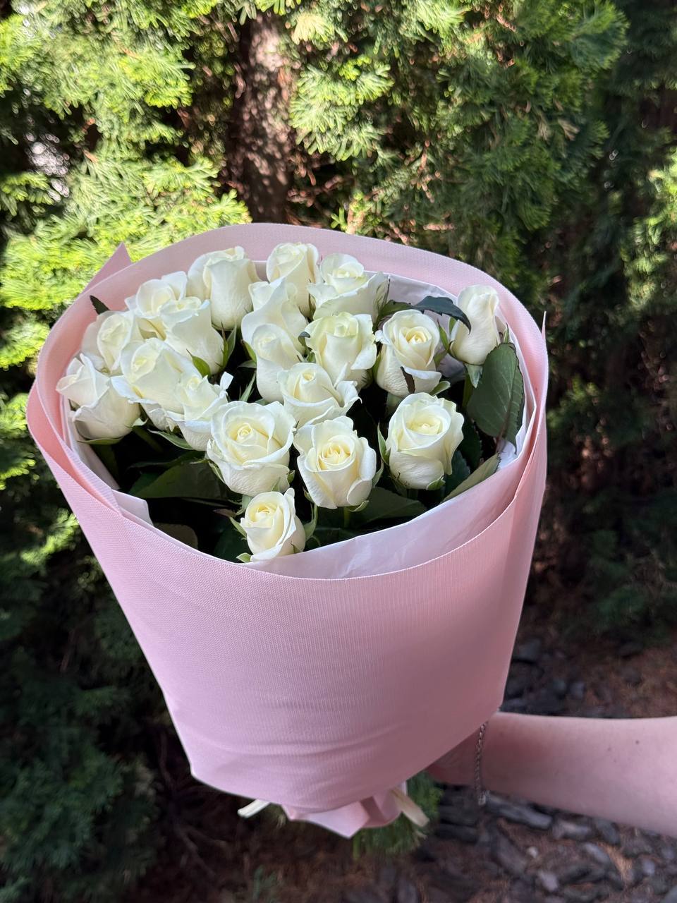 19 Roses Variety Beluga