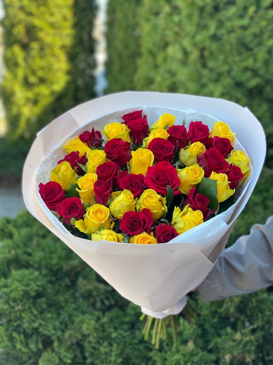 39 Roses Varieties Penny Lane and Grand Prix