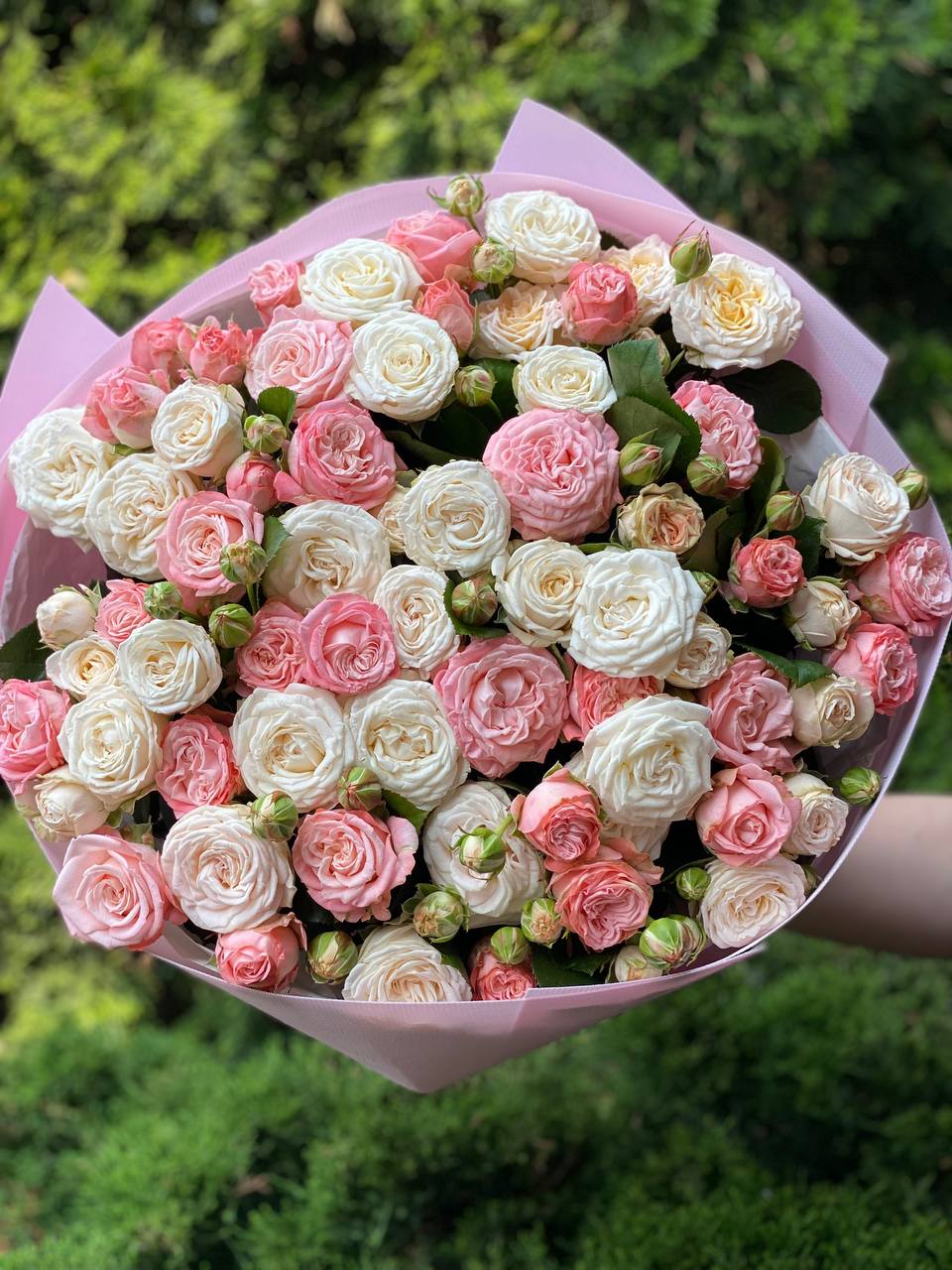 51 peony-shaped roses of the Miss Bombastic and Bombastic varieties