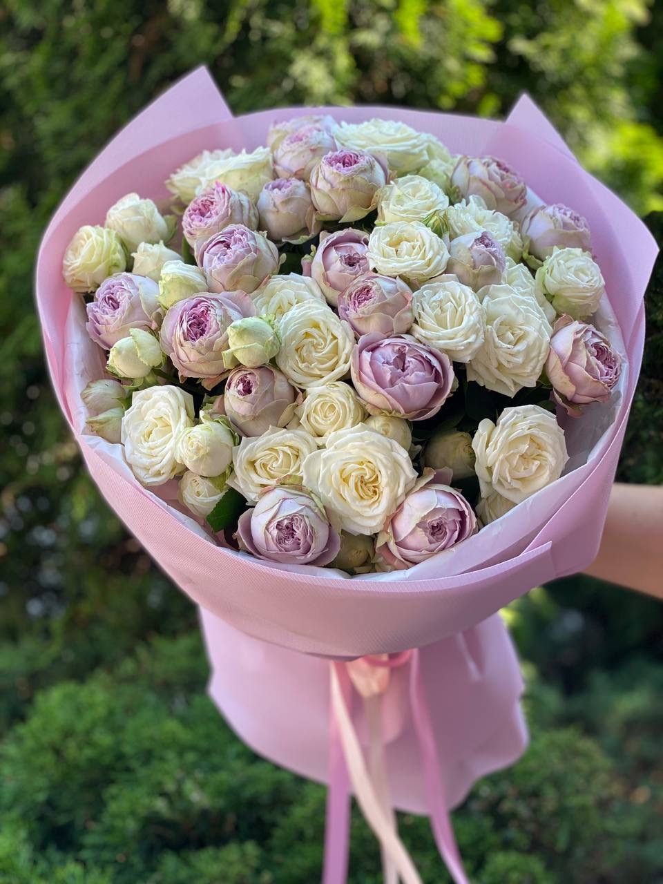 39 Roses Varieties Miss Bombastic and Lavender