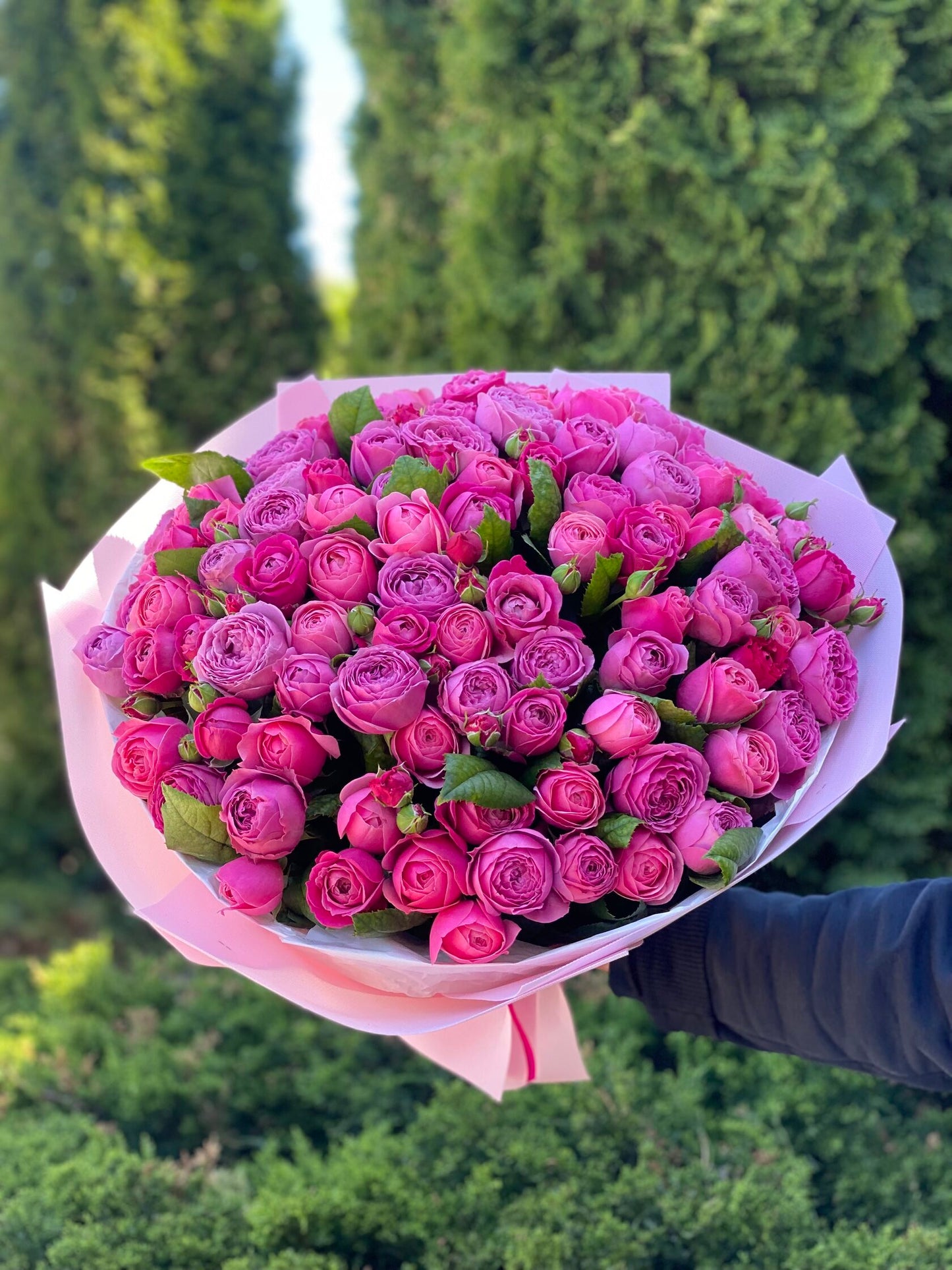101 Peony Roses (Variety Light and Lavender Lace)