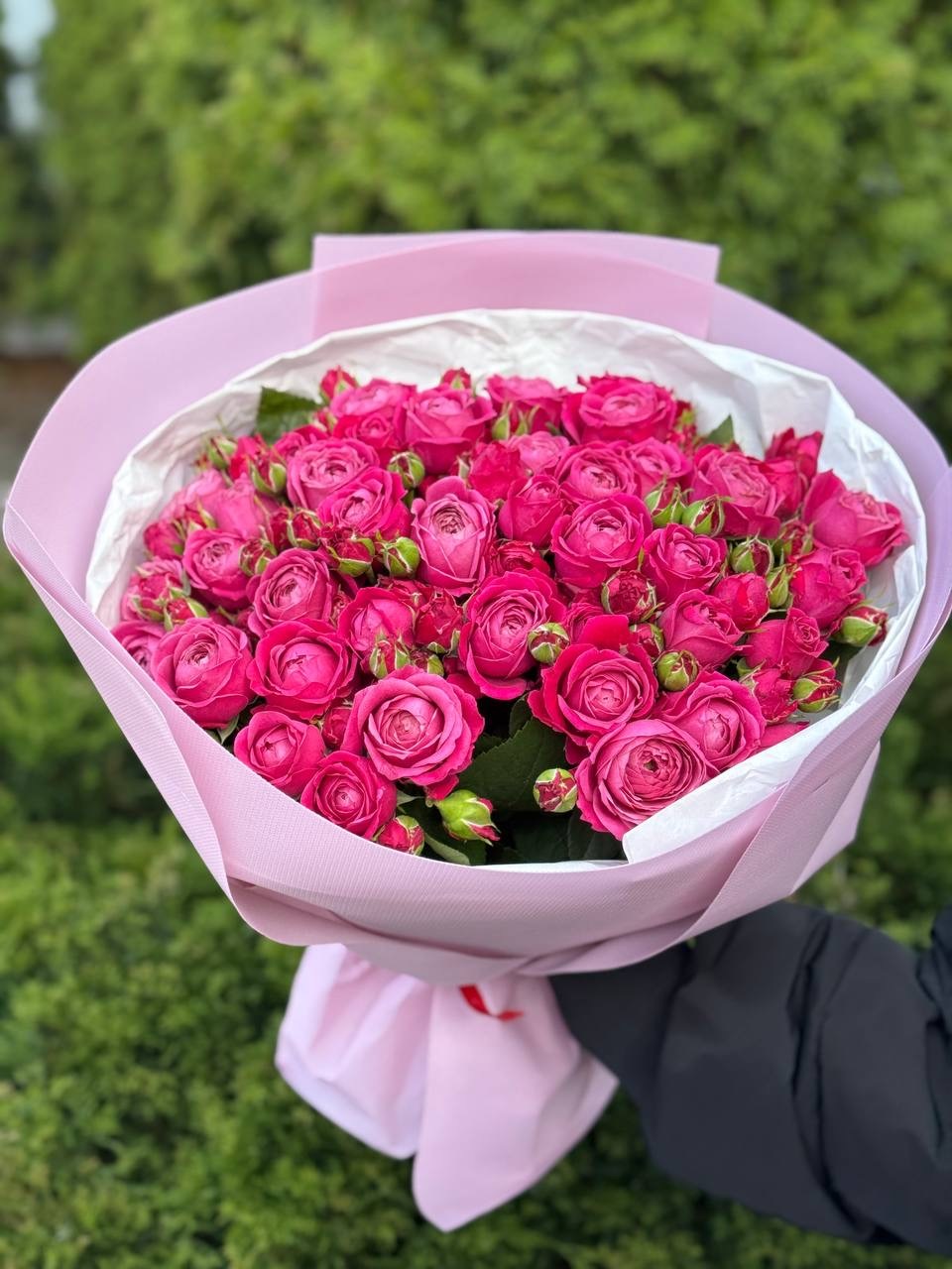 39 Peony Roses Variety Majestic