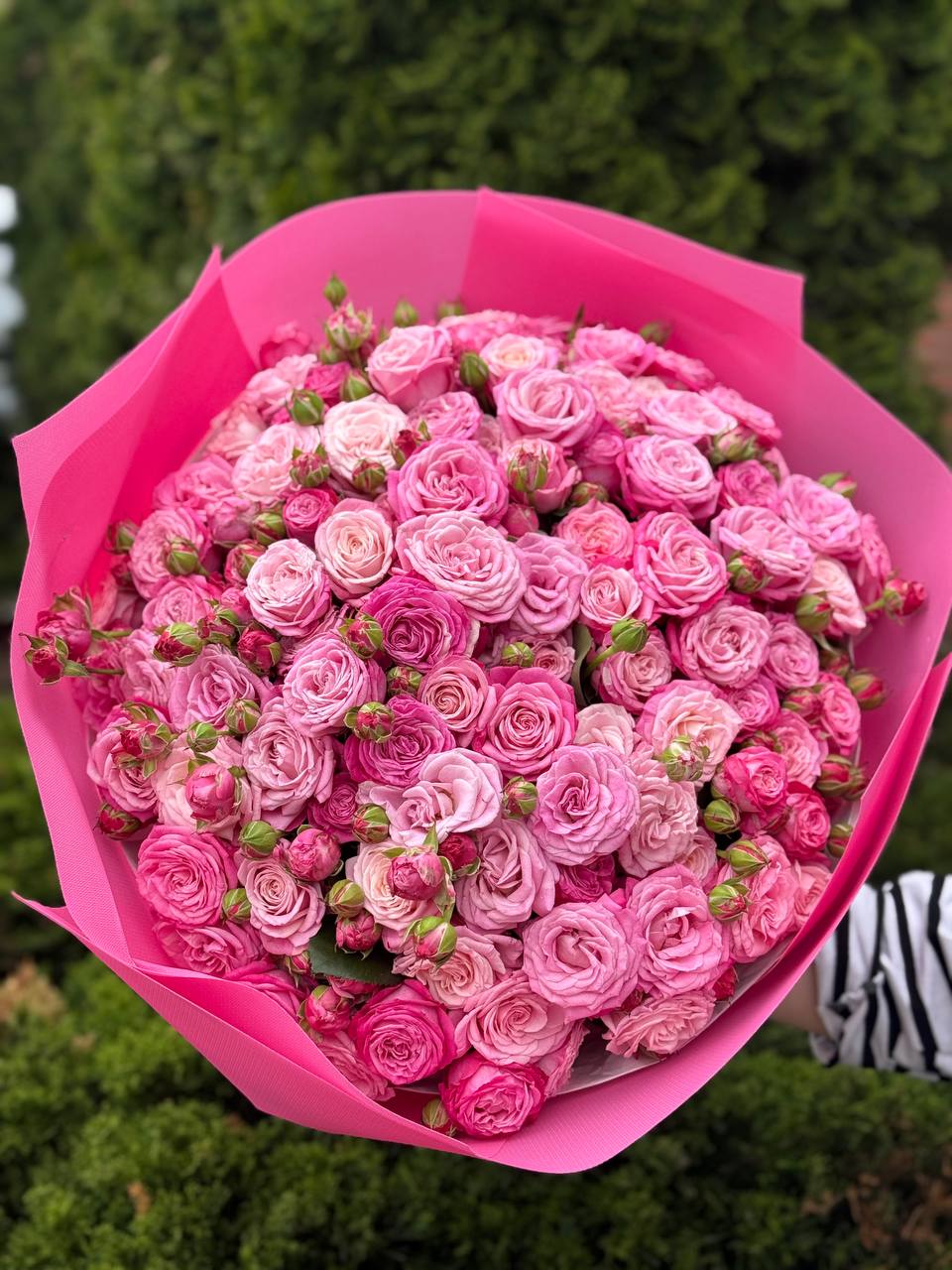 101 Peony-Shaped Roses of the Lady Bombastic Variety