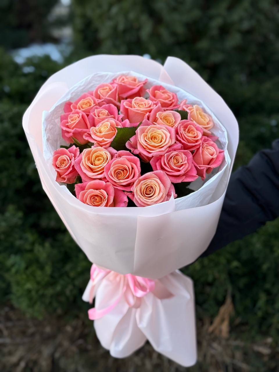 19 roses variety Miss Piggy