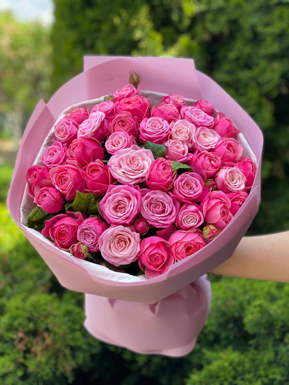 39 Peony Roses Varieties Light and Lady Bombastic