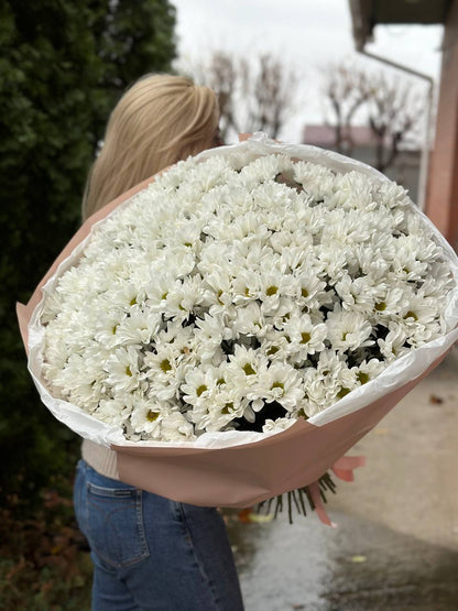 NEW PACKAGING 49 spray chrysanthemums (variety White daisy-like)

