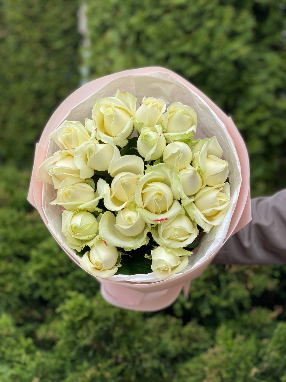 19 Roses Variety Avalanche