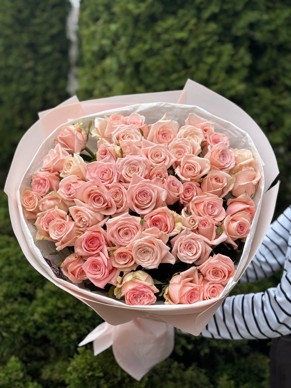 51 roses of the Kimberly variety