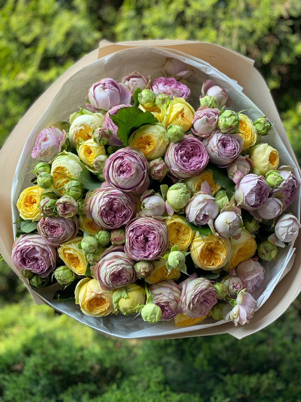 51 peony-shaped roses of the Lavender and Peony varieties