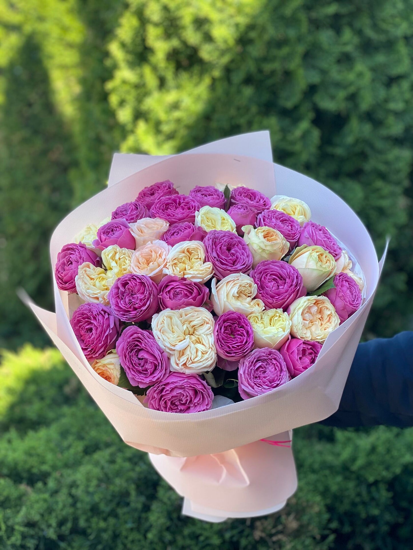 39 Peony Roses (Cream Fragrance and Lavender Lace)
