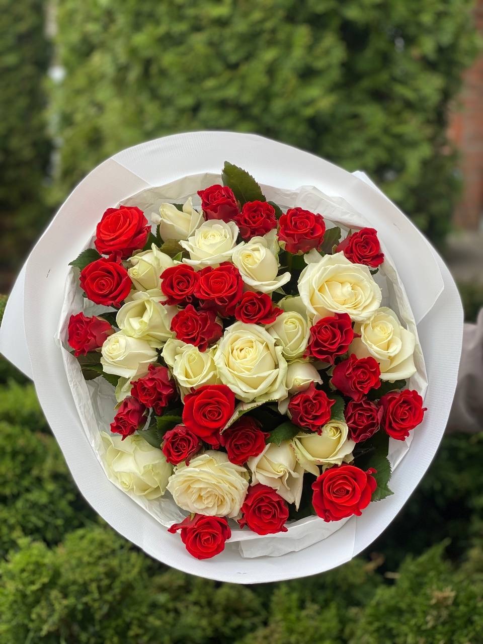 39 Roses Varieties El Toro and Avalanche