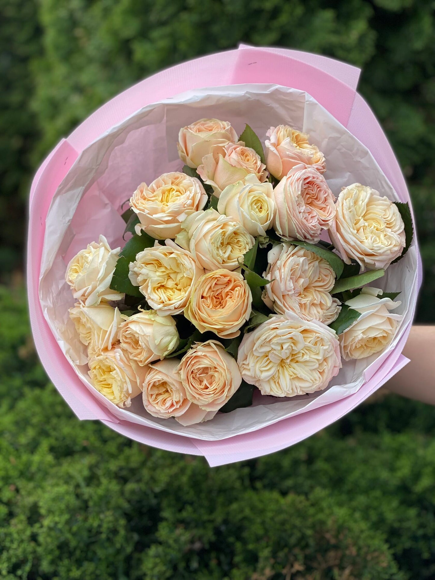 19 Roses Variety Priscilla Peony Roses
