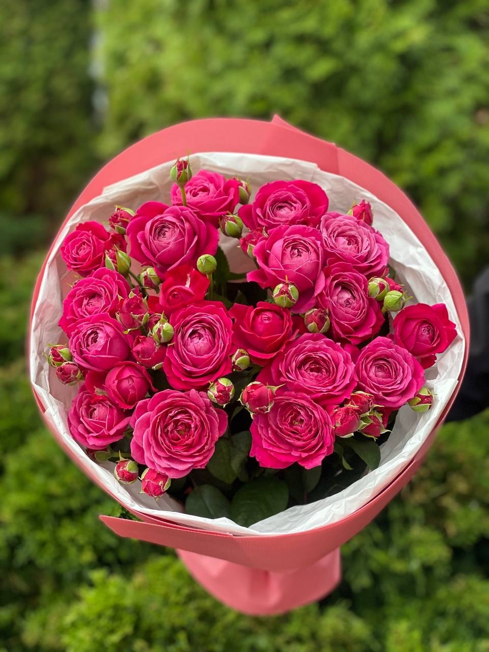 19 branchy peony roses, Majestic variety