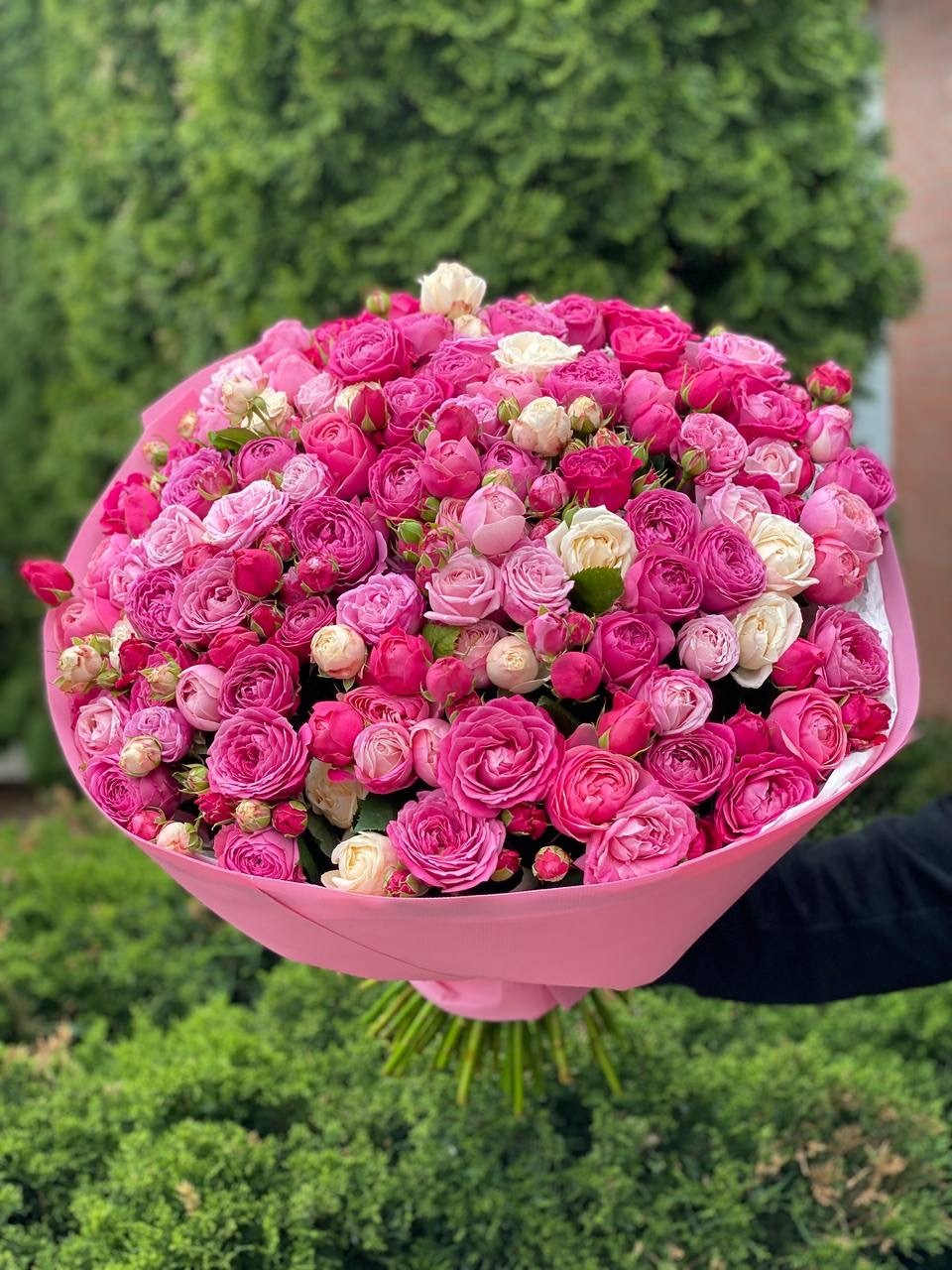 101 Peony Roses Variety Majestic, Bombastic and Lavender