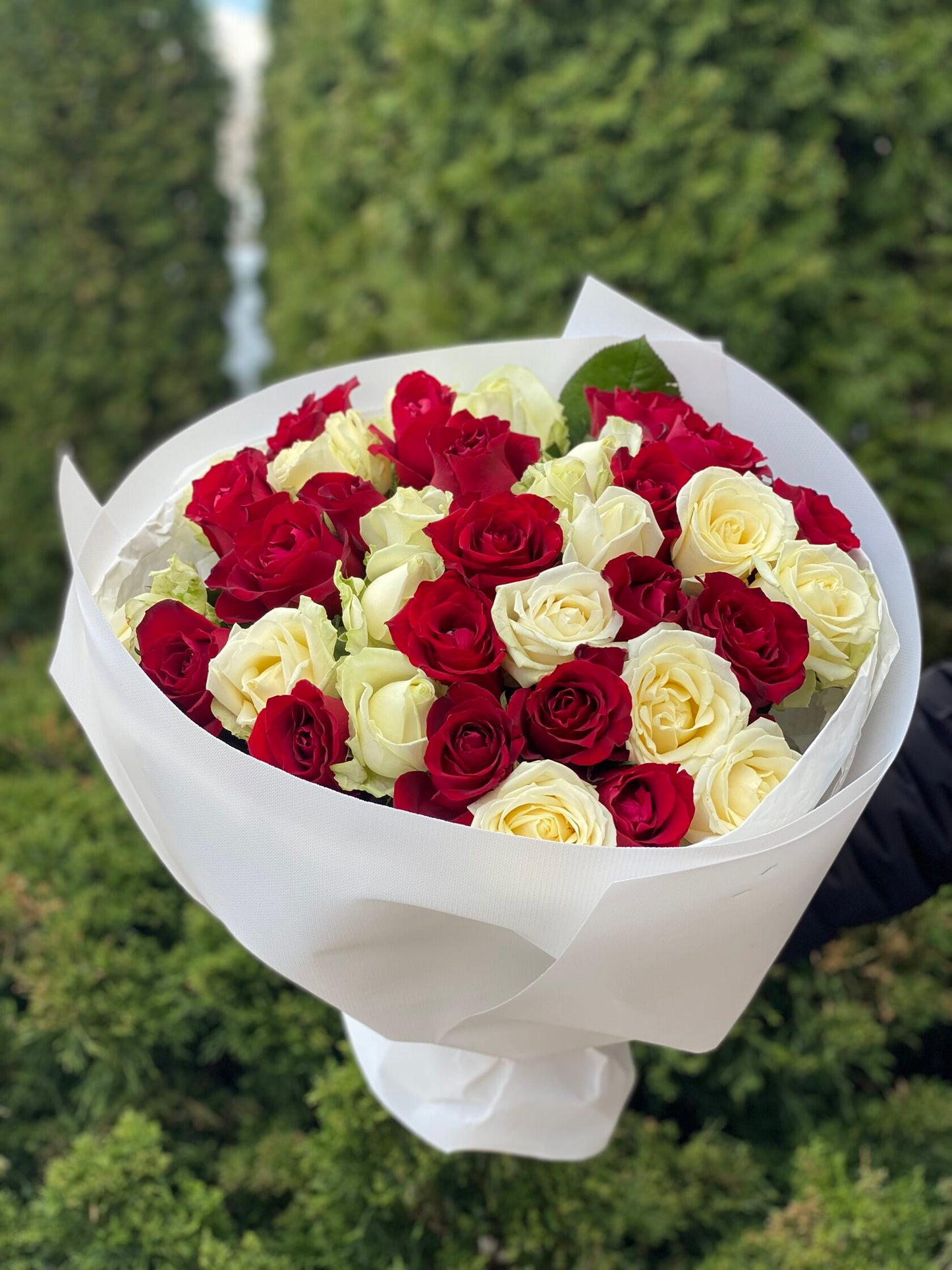 39 Roses Varieties Grand Prix and Avalanche
