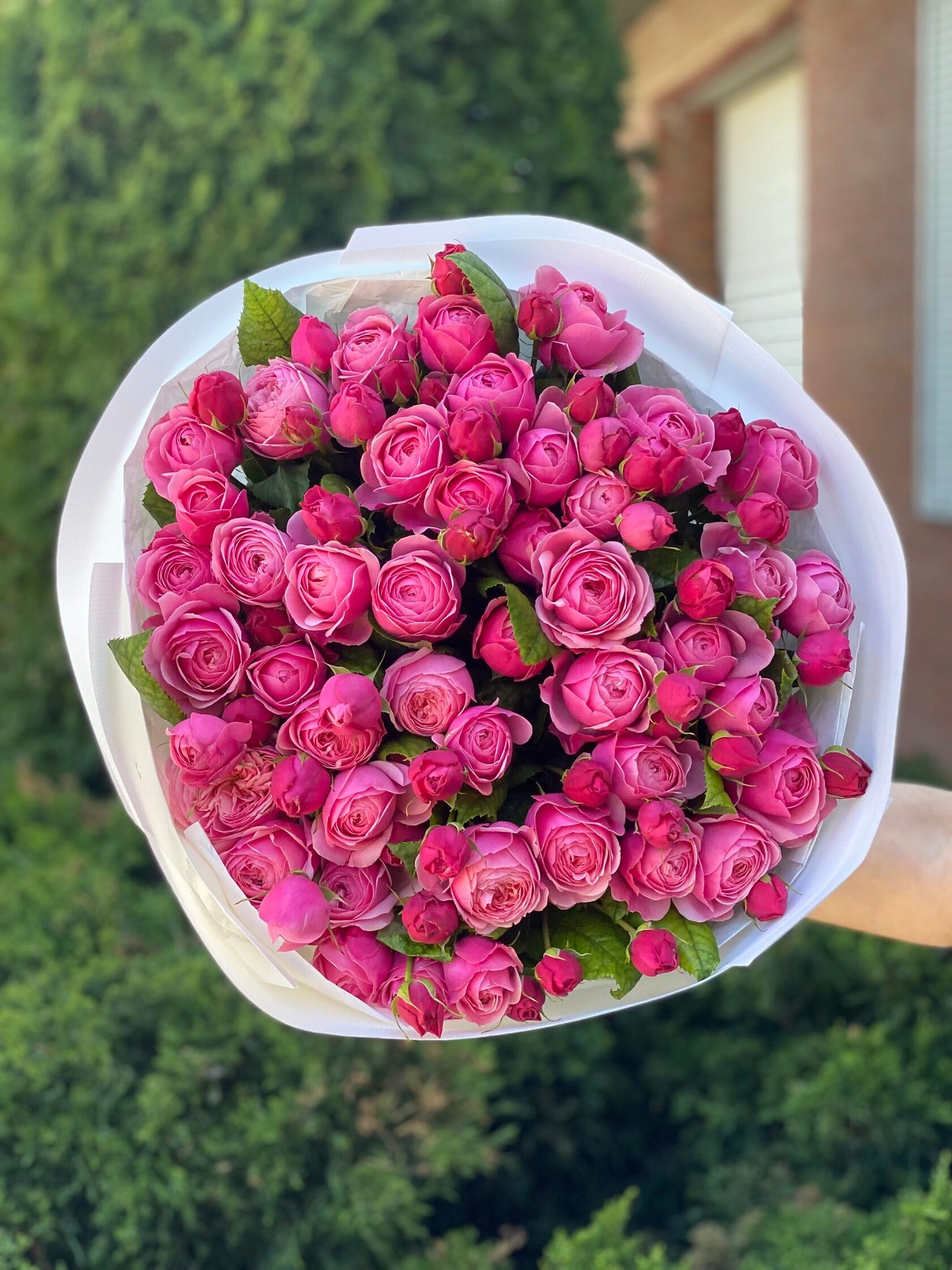 39 Peony Roses Variety Lavender Lace Light