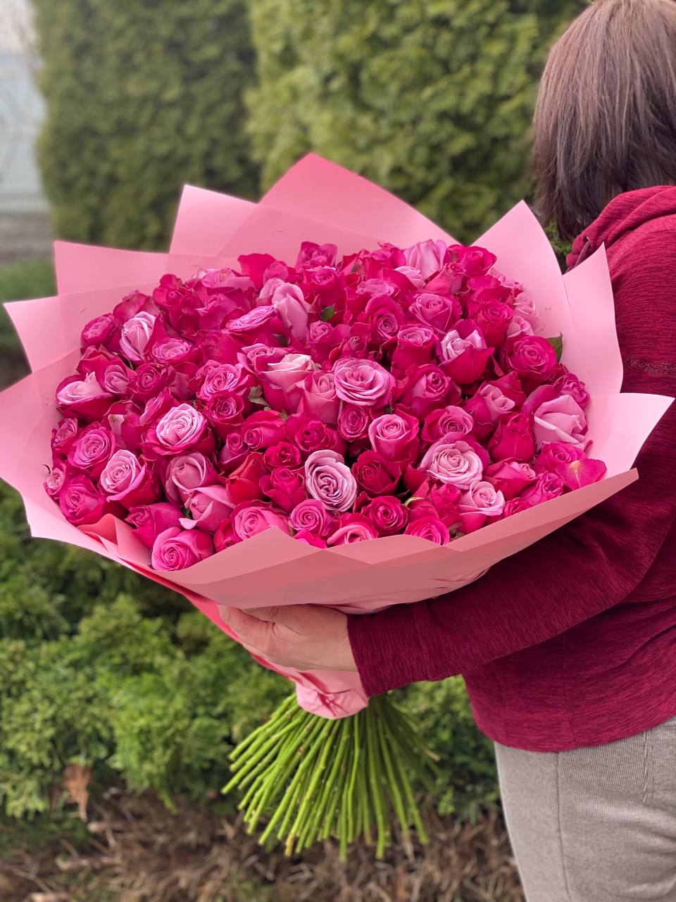 101 Roses Variety Prince of Persia