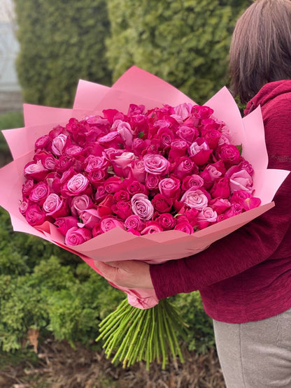 101 Roses Variety Prince of Persia