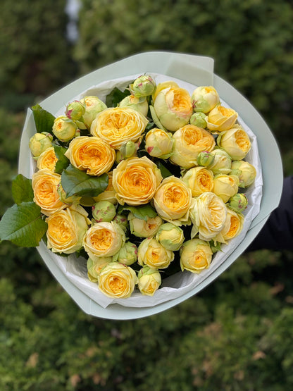19 branched peony-like roses, Peony Bubbles variety