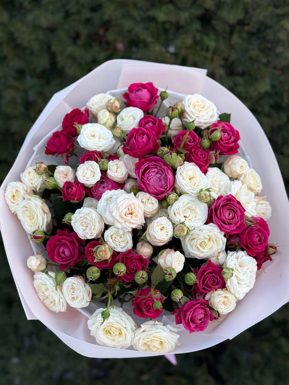 39 Roses Varieties Bombastic and Majestic