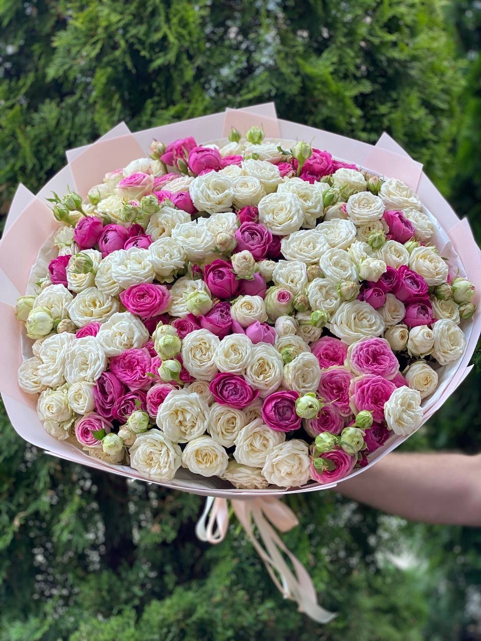 101 Peony-Shaped Roses (Miss Bombastic &amp; Lavender Lace Varieties)