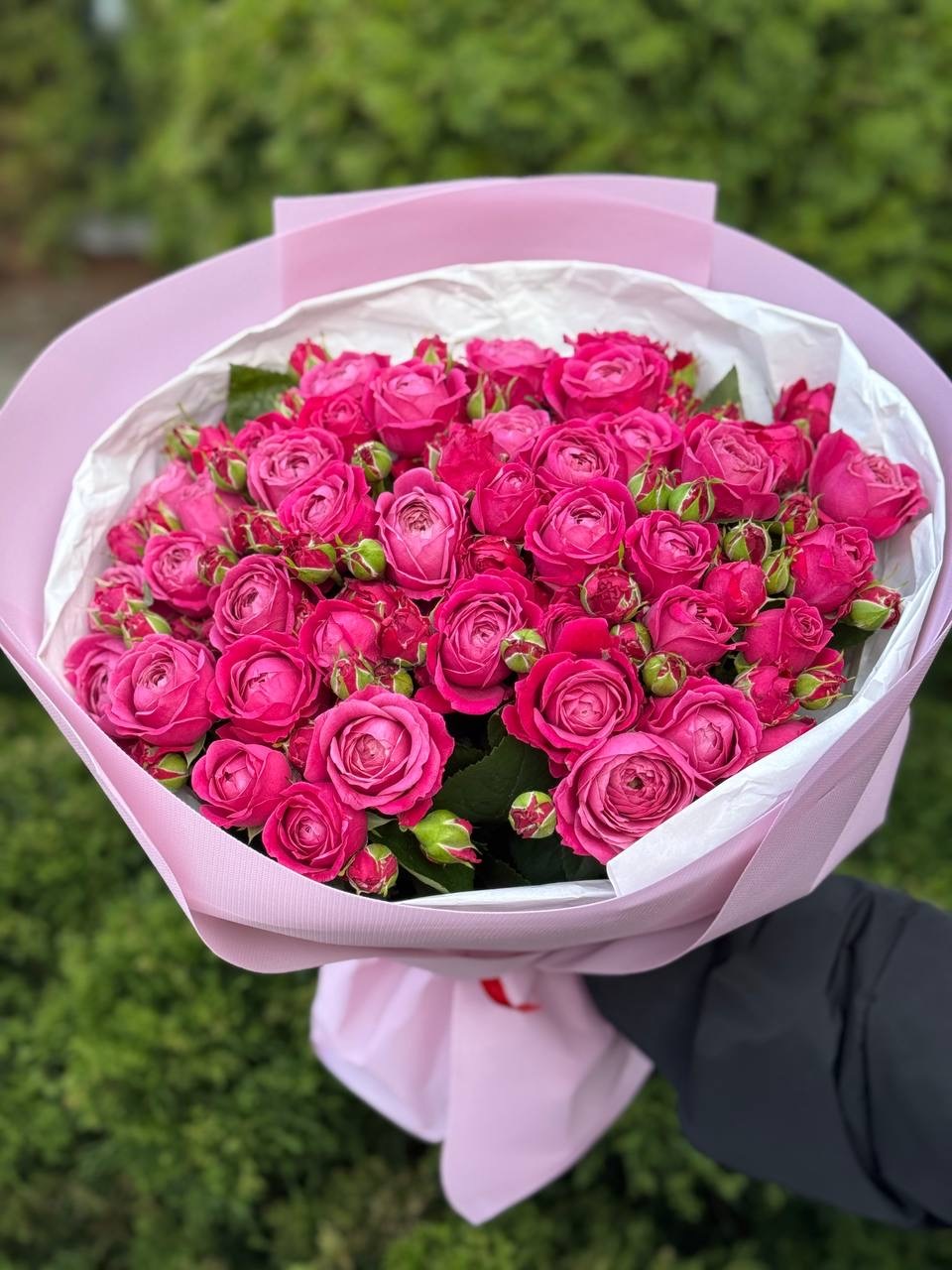 19 branchy peony roses, Majestic variety