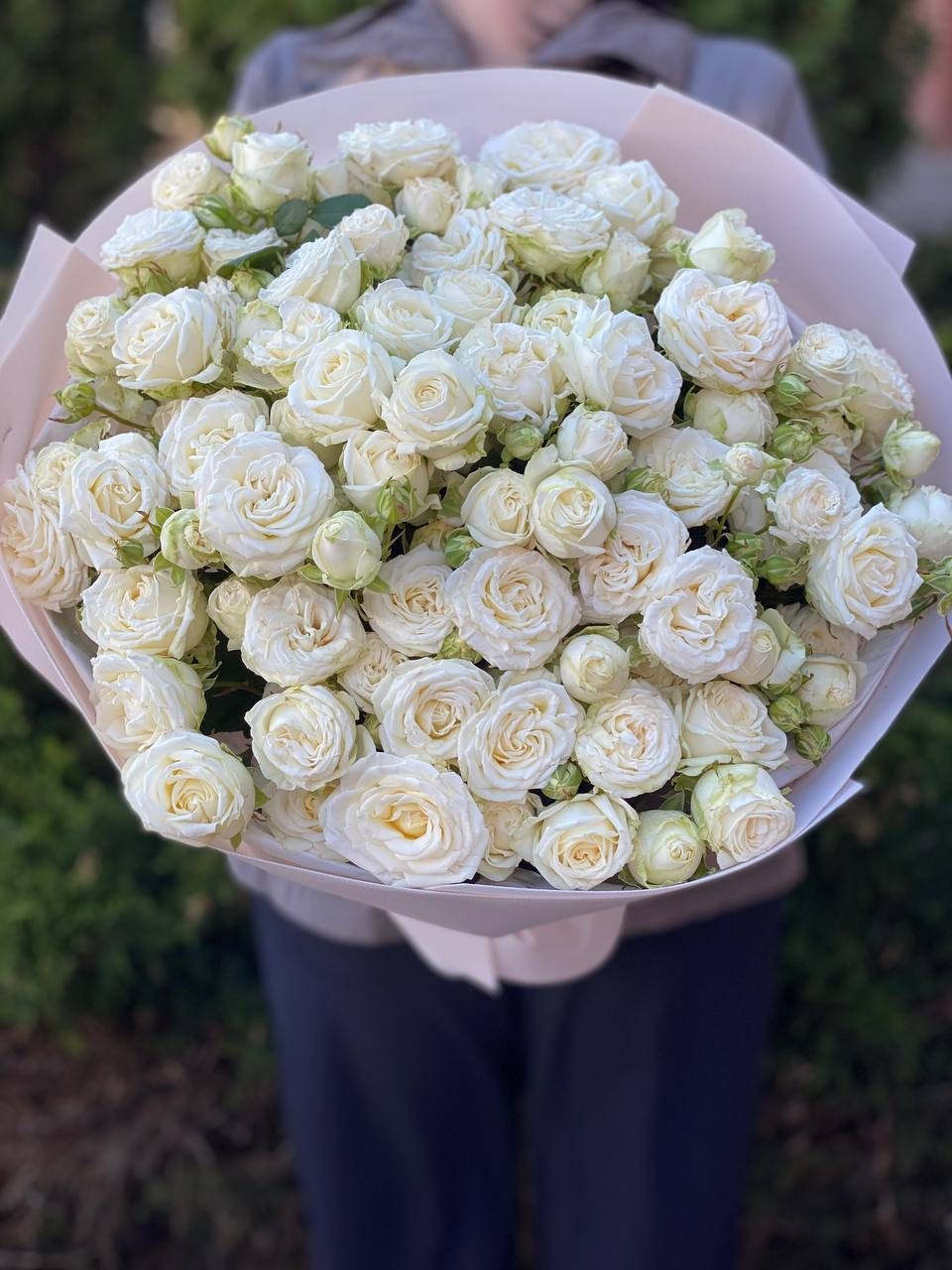 51 peony roses Miss Bombastic variety