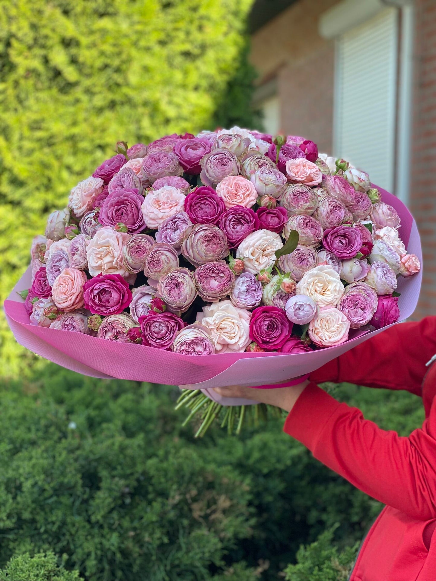 101 Peony Roses Variety Majestic, Bombastic and Lavender
