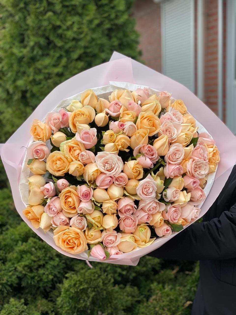 101 Roses of Peach Avalanche and Kimberley Varieties