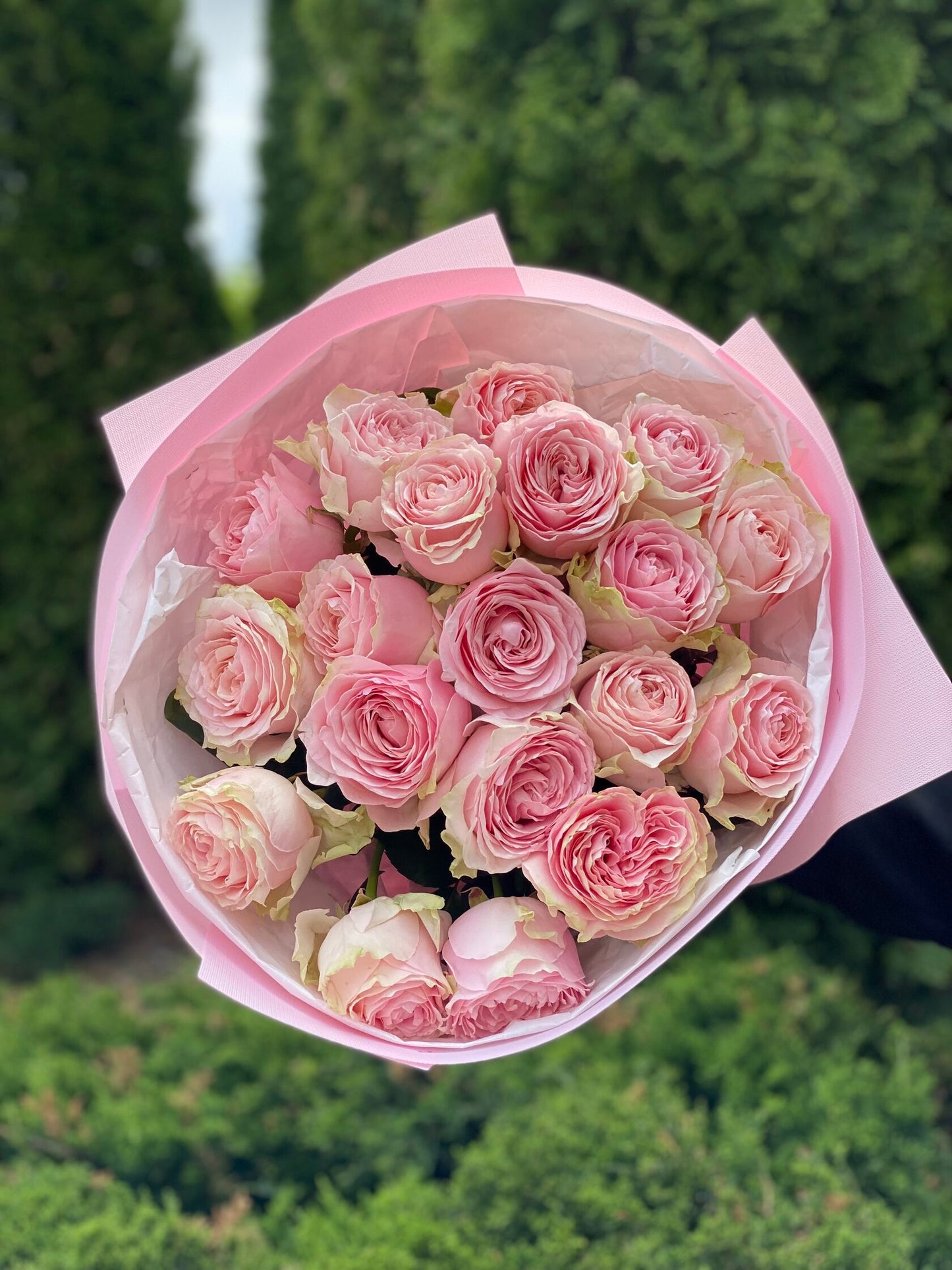 19 Roses Variety Country Spirit Pink Peony Roses