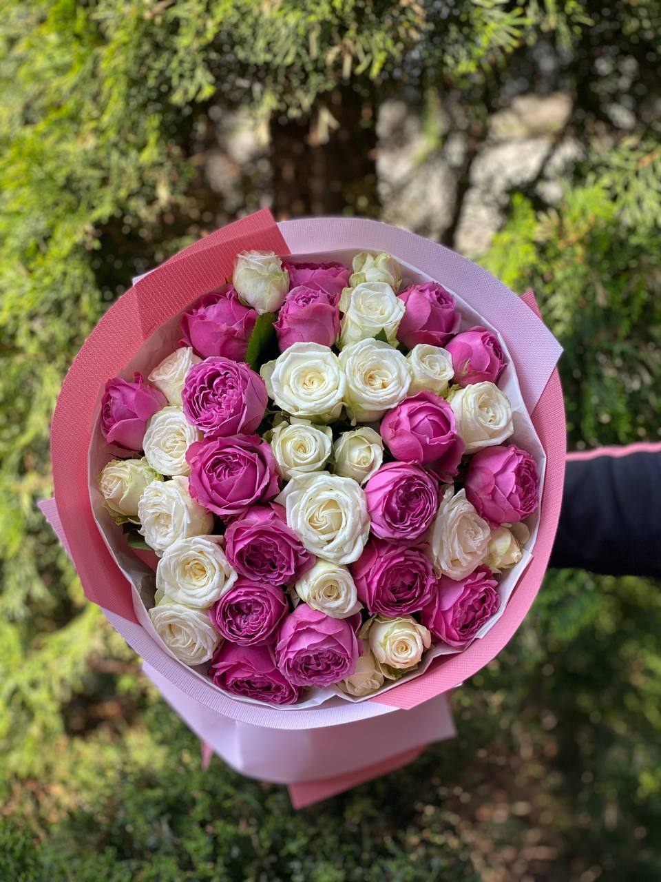 39 Roses Varieties Miss Bombastic and Lavender Lace