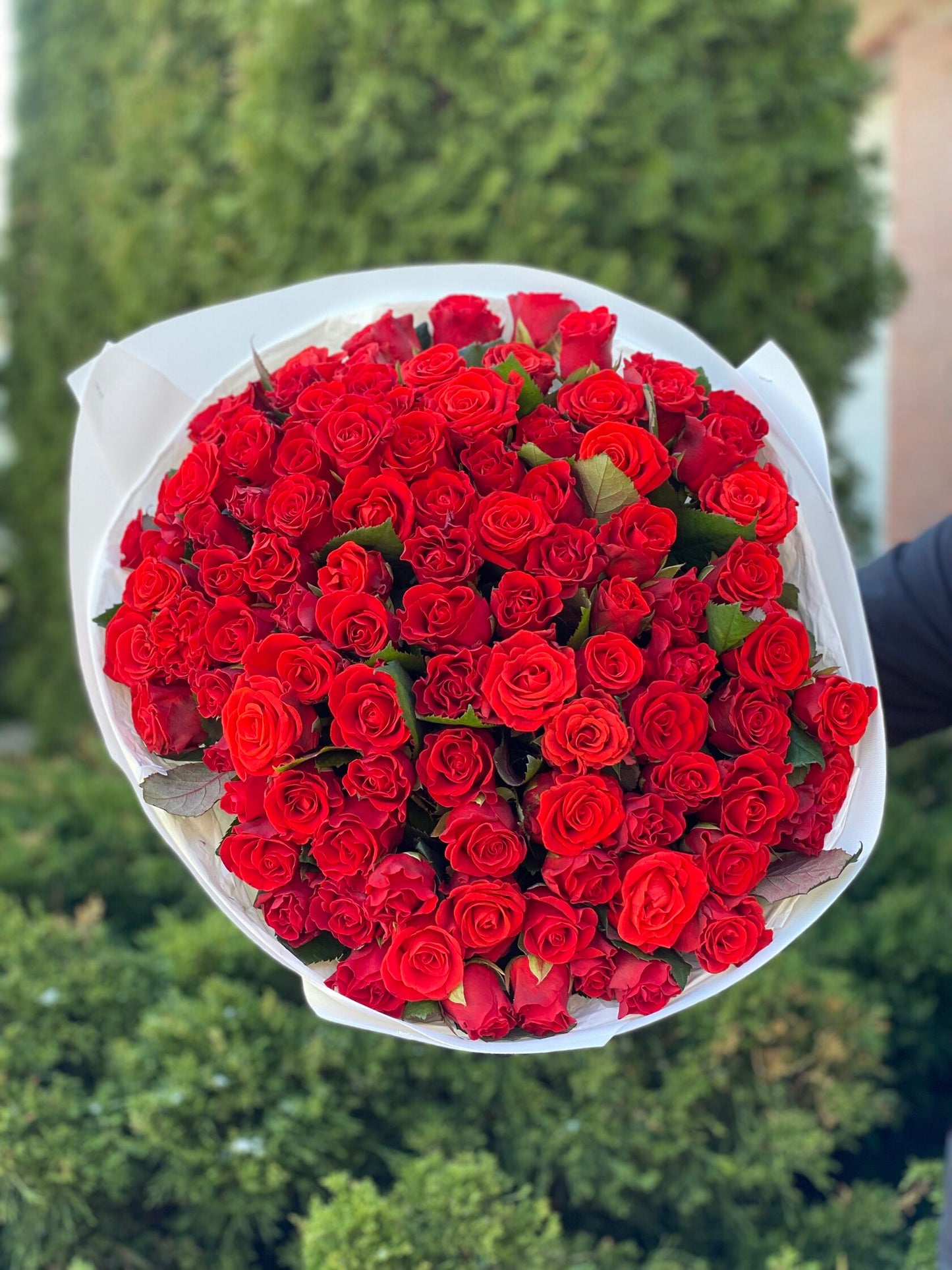 101 Roses Variety El Toro