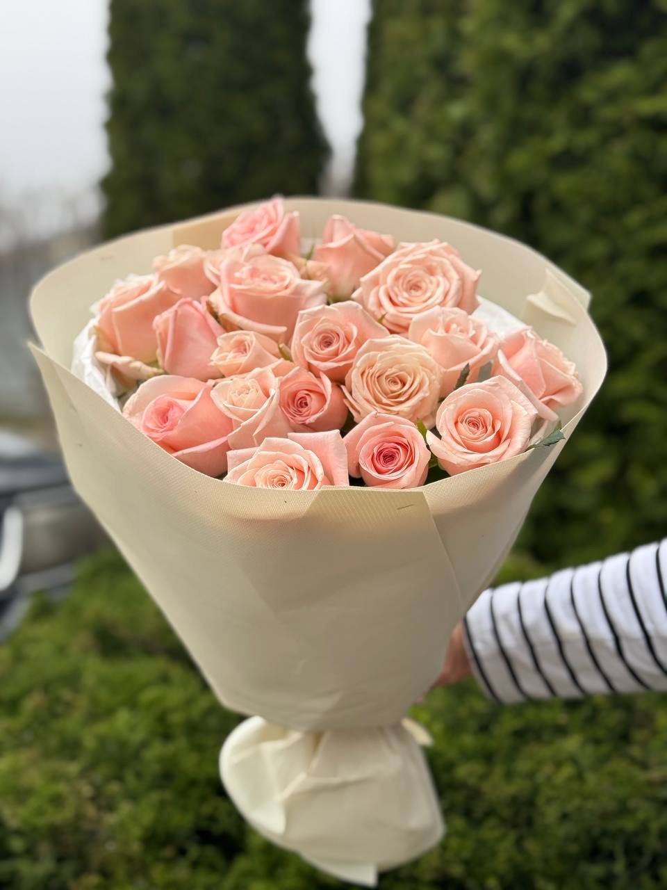 19 Roses Variety Kimberly