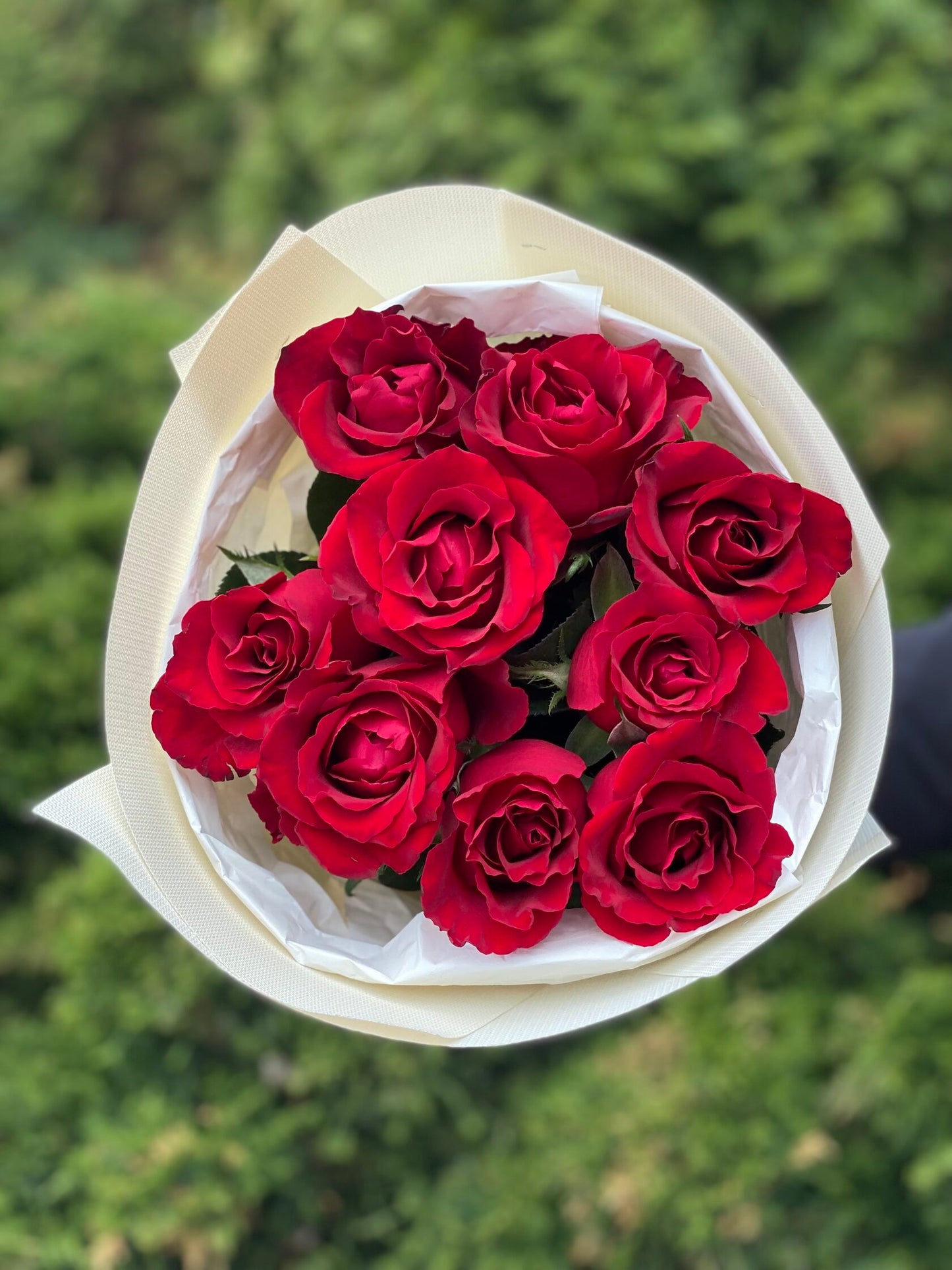 9 roses (variety Red) 50 cm