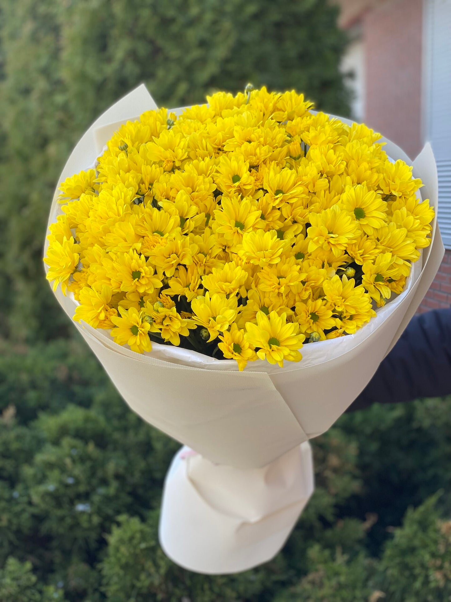 9 chrysanthemums (color Yellow, daisy-like)