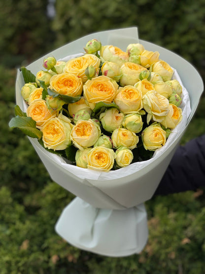 19 branched peony-like roses, Peony Bubbles variety