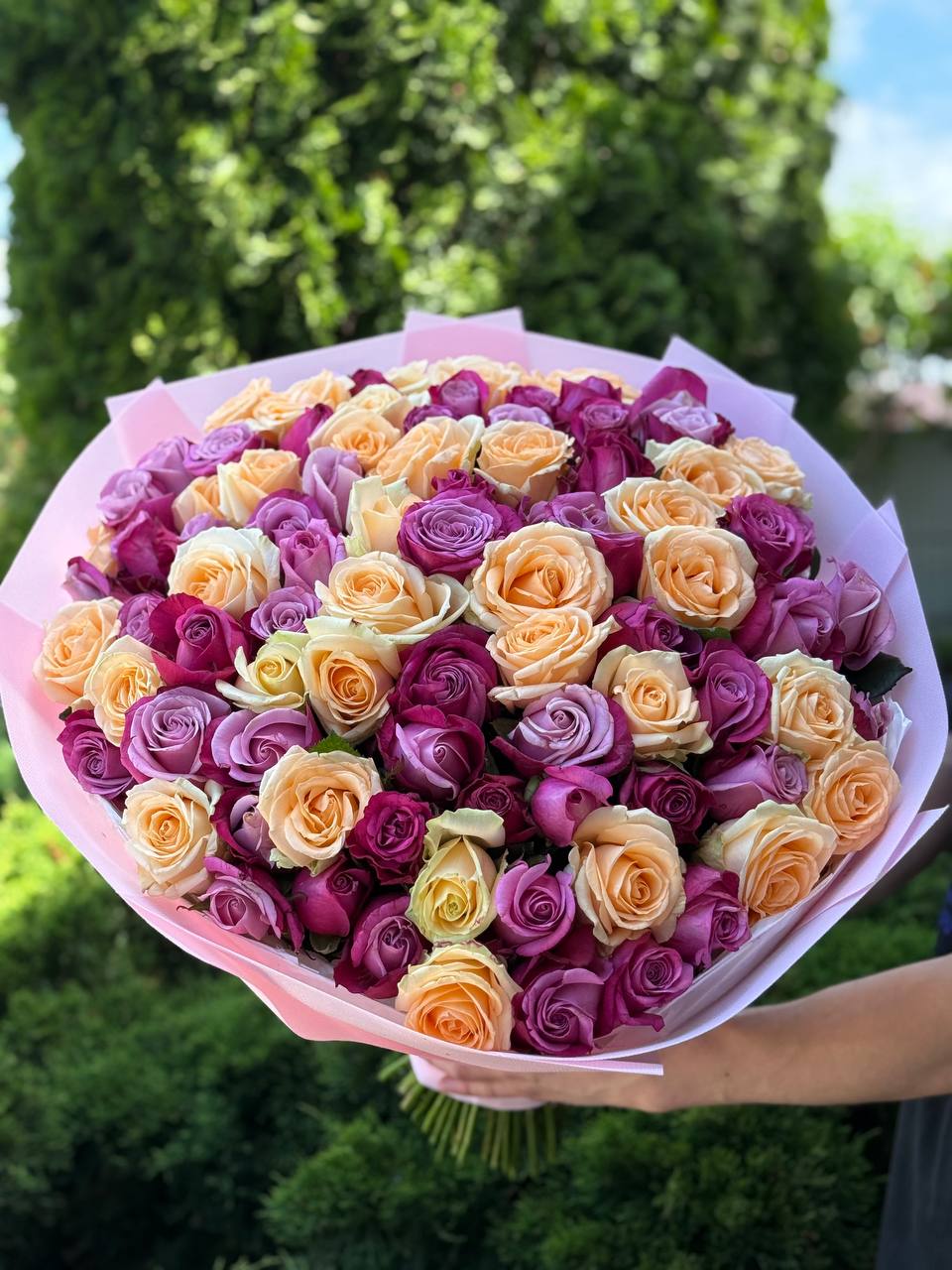 101 Roses of Prince of Persia and Peach Avalanche Varieties