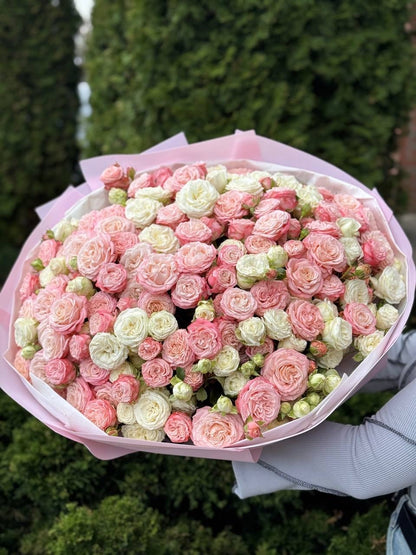 101 Peony-Shaped Roses (Miss Bombastic, Bombastic Varieties)