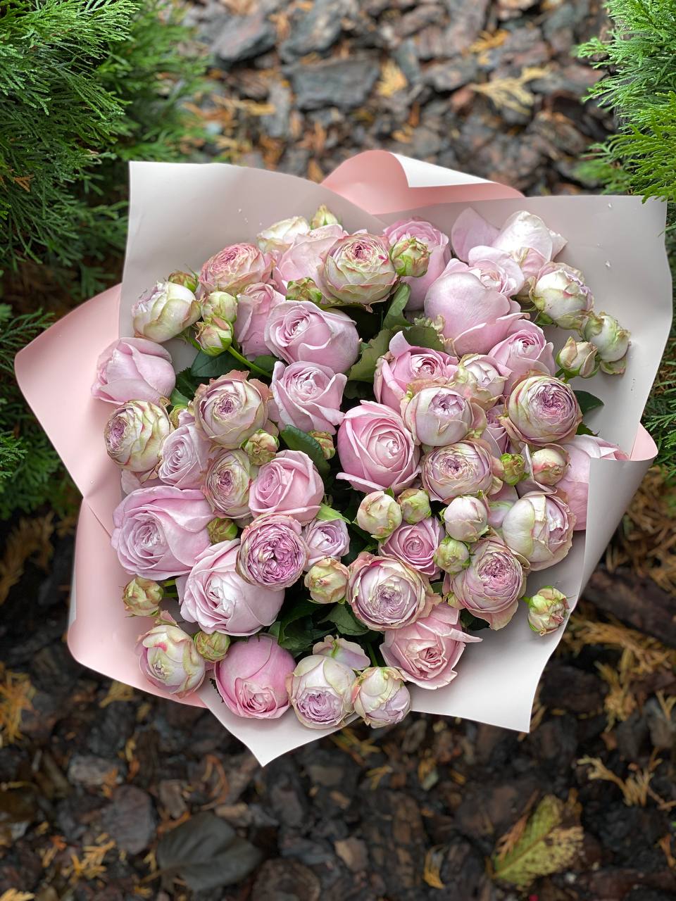39 peony-shaped branch roses, Lavender variety