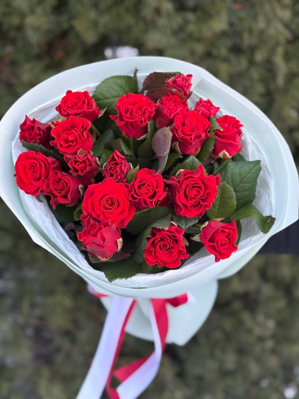 19 Roses Variety El Toro