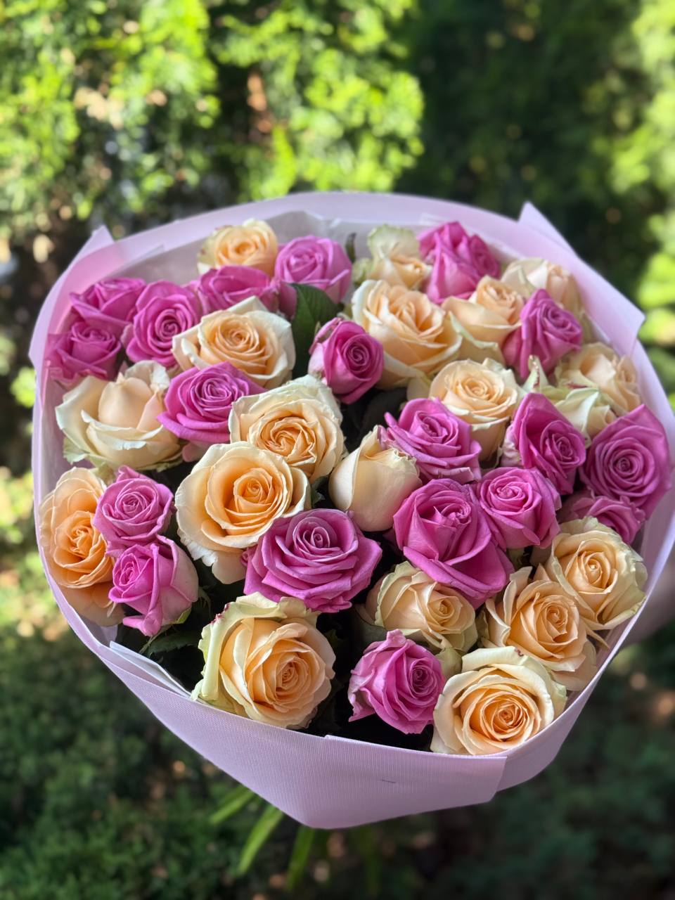 39 Roses Varieties Aqua and Peach