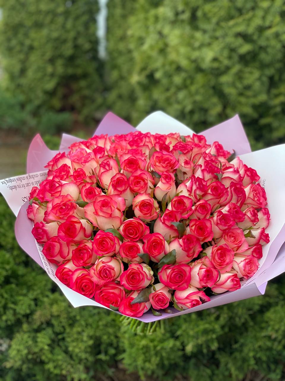 101 Roses Variety Jumilia