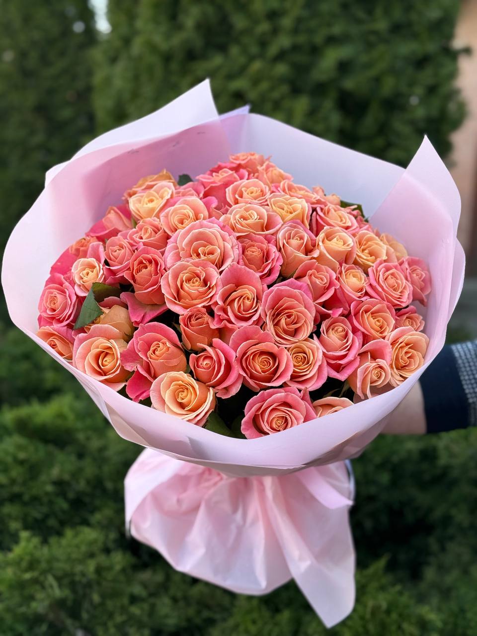 51 roses of the Miss Piggy variety