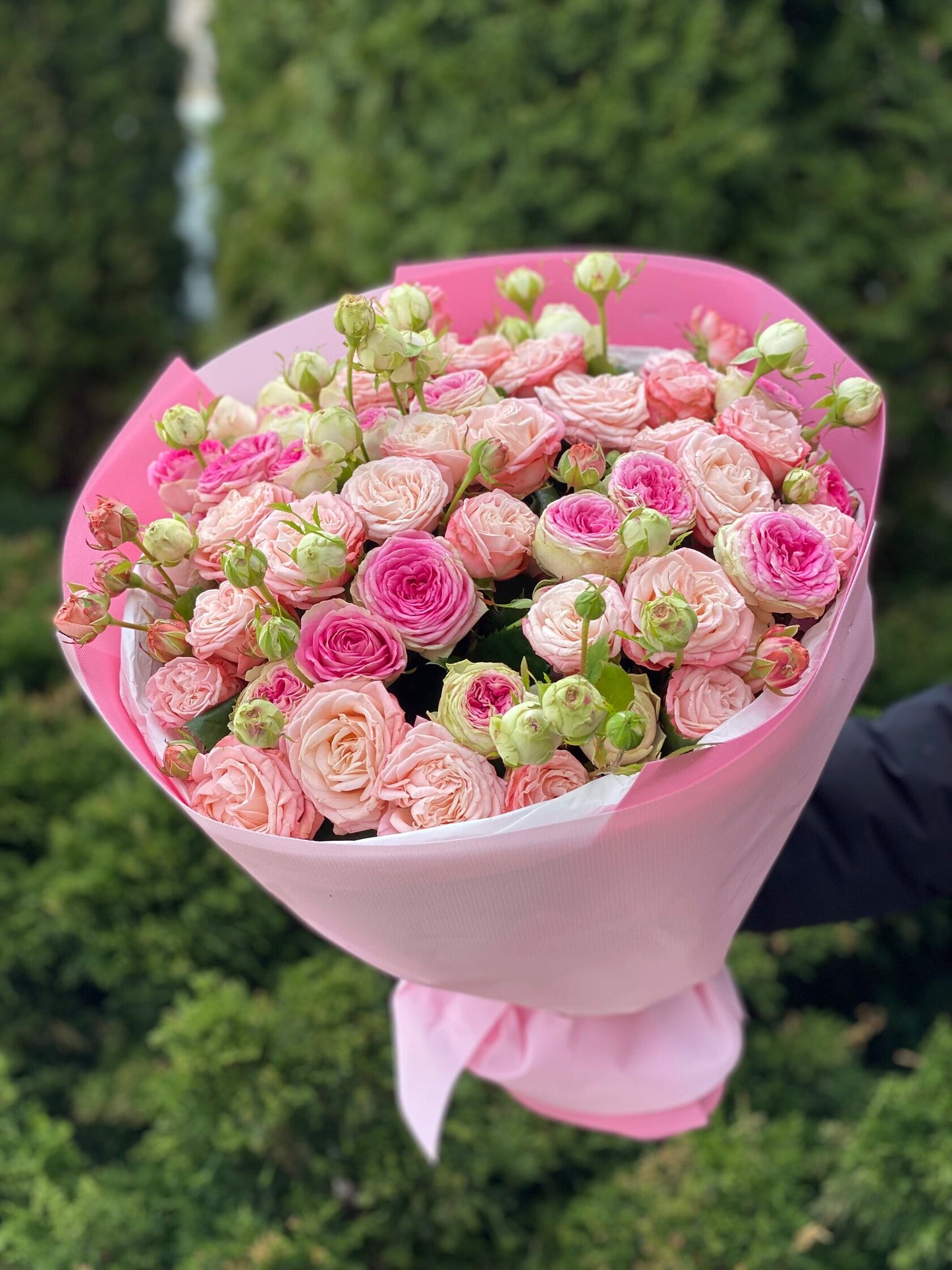 39 Roses Varieties Bombastic and Gelato