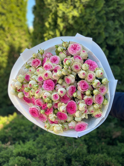 39 peony roses, Gelato variety