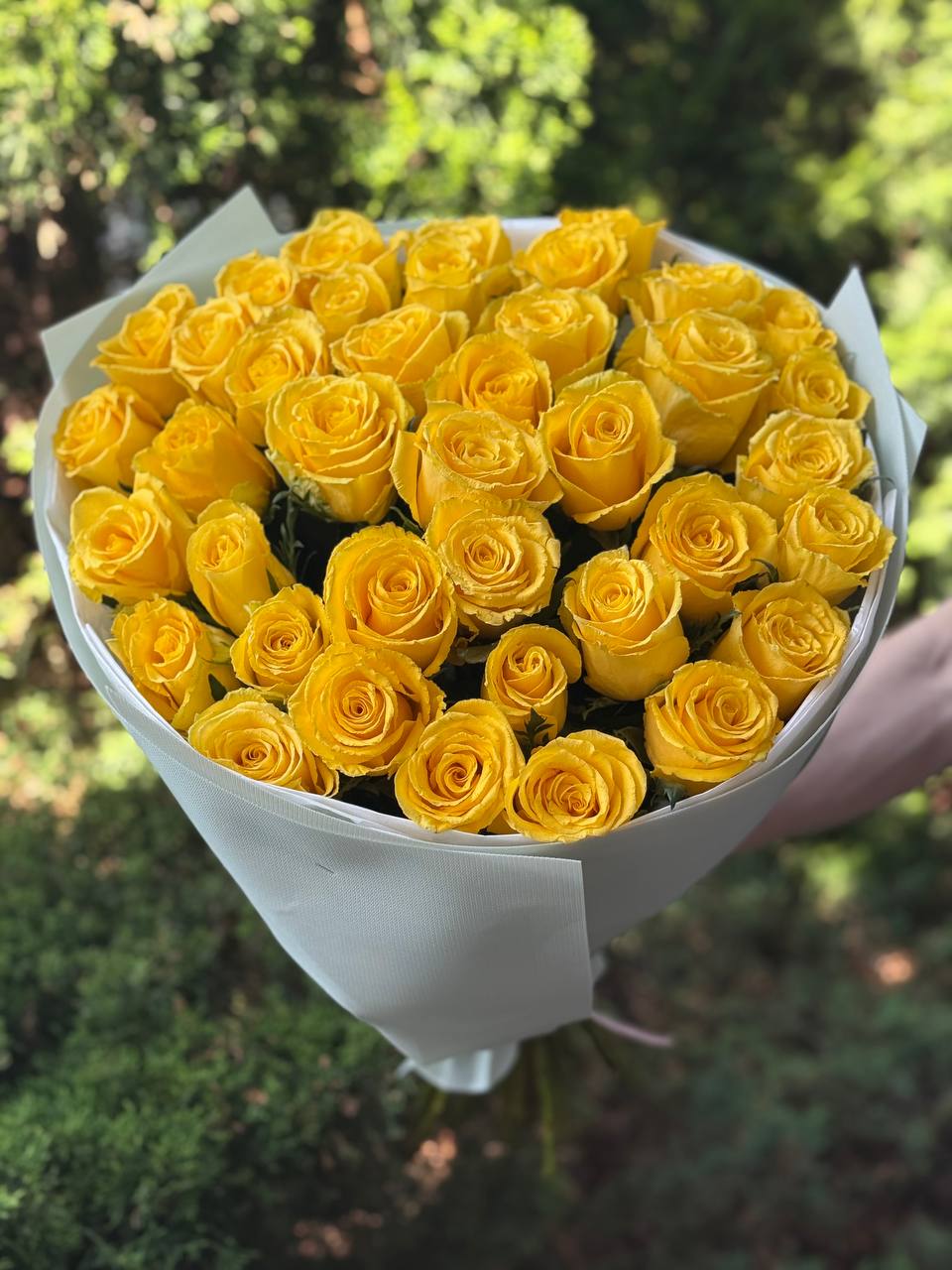 51 roses of the Penny Lane variety