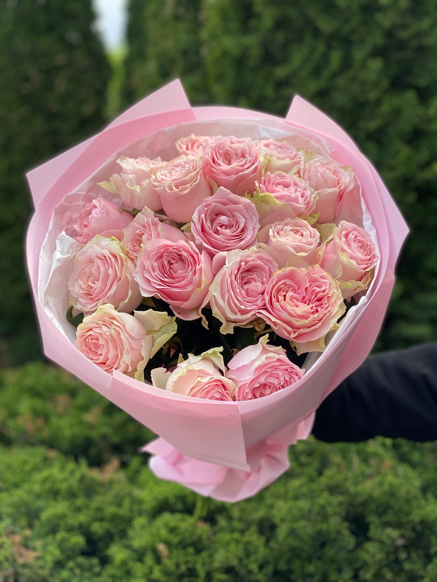 19 Roses Variety Country Spirit Pink Peony Roses