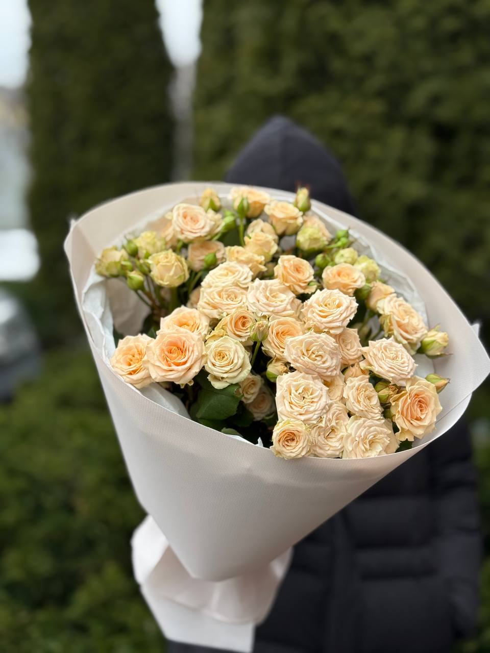 19 spray peony-shaped roses Tania