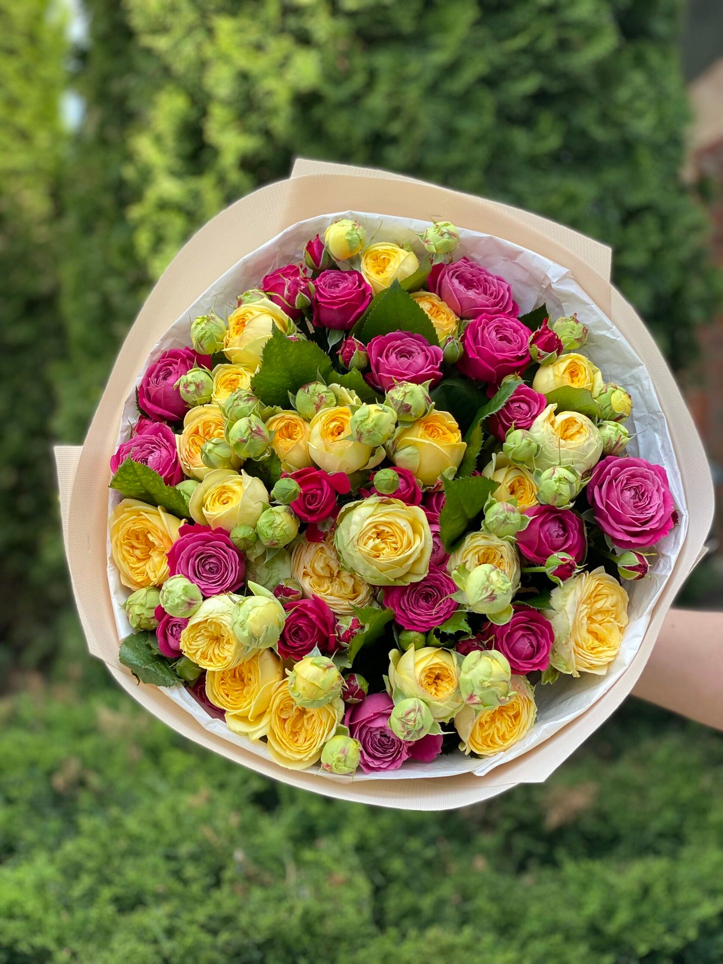 39 Peony Roses Varieties Majestic and Peony